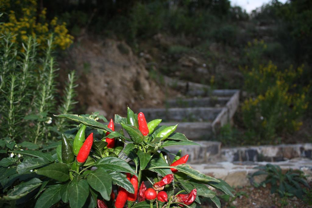 Villa Serra d'Elci Ascea Esterno foto